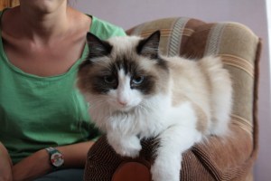 El gato de nuestro anfitrión de Couchsurfer