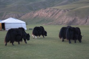 Yaks entre nuestros yurtas