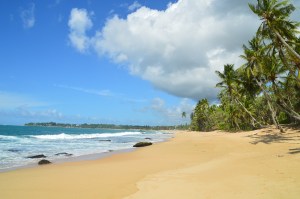 "Monzon según las guías"