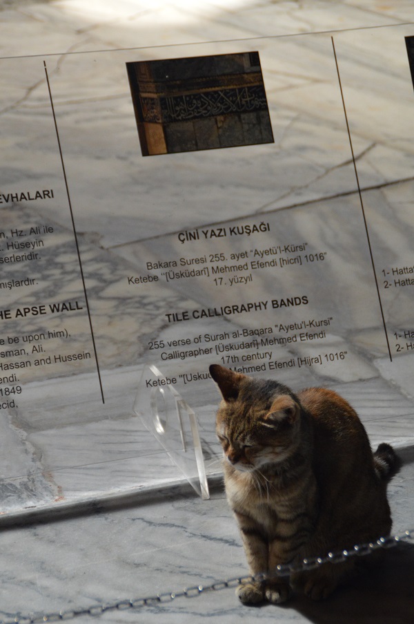 Un gato bizantino in Hagia Sofia? - Byzantine cat in Hagia Sofia?