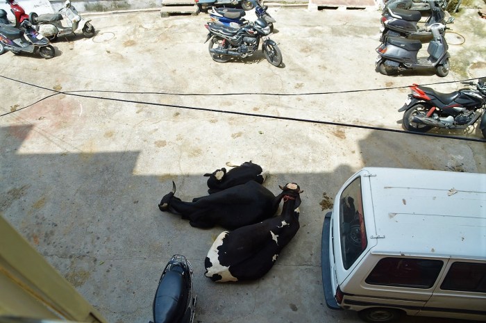 Buenos días vacas - Good morning cow